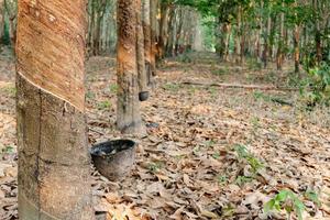 árbol de caucho y recipiente de plástico lleno de látex en una plantación de caucho foto