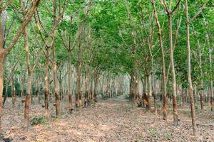 hilera de árboles de caucho para. fondo de plantación de caucho foto