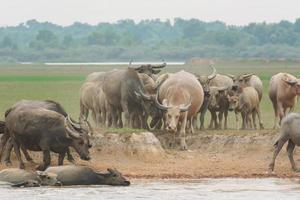 Buffaloes eating grass on grass field riverside photo