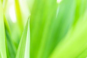 Spring natural green leaf background. blurred greenery background. using as spring and nature background. selects focus photo