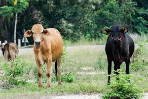 Brown and Black cows looking at camera photo