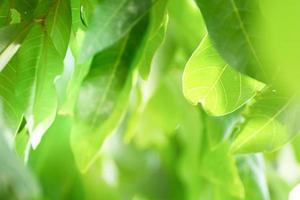 Spring natural green leaf background. Green leaf on blurred background. using as spring and nature background. selects focus photo