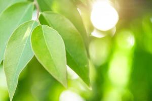 Spring natural green leaf background. blurred greenery background. using as spring and nature background. selects focus photo