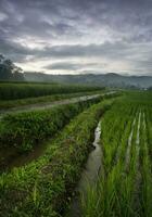 The extensive rice fields in the morning, the leaves of the plants are green photo