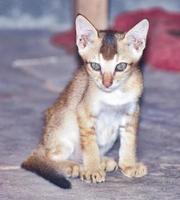 Bangladeshi juvenile cat. A Kitten.Abyssinian cat
