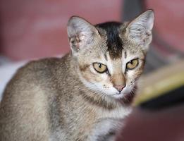 un gatito es un gato juvenil. foto