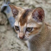 un gatito es un gato juvenil. después de nacer, los gatitos muestran altricialidad primaria y dependen totalmente de su madre para sobrevivir. foto