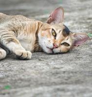 Cat sleeping positions.Felis catus is a domestic species of small carnivorous mammal. photo