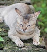 Posiciones para dormir del gato. felis catus es una especie doméstica de pequeño mamífero carnívoro. foto