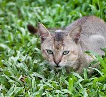 Cat resting positions. Felis catus is a domestic species of small carnivorous mammal. photo