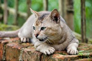 Cat looking outside. Felis catus is a domestic species of small carnivorous mammal. photo