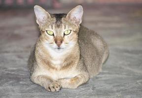 Abyssinian cat in bangladesh. photo