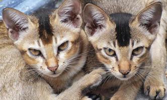 The pair if juvenile cat looking at the camera. photo