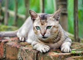 Felis catus is a domestic species of small carnivorous mammal. photo