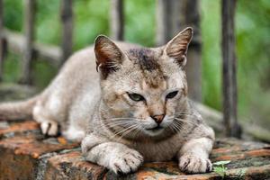 Cat sleeping positions. Felis catus is a domestic species of small carnivorous mammal. photo