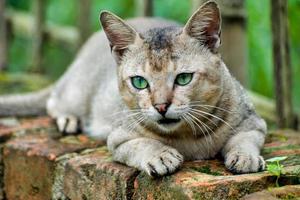 felis catus es una especie doméstica de pequeño mamífero carnívoro. Enfoque selectivo. foto