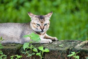 Felis catus is a domestic species of small carnivorous mammal.In green background.Selective focus. photo