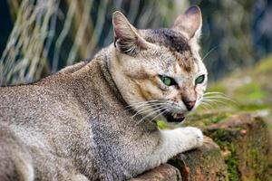 Cat disturbed moment. Felis catus is a domestic species of small carnivorous mammal.Selective focus. photo