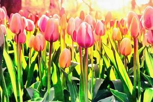 Pink tulips in Holland. The works in the style of watercolor pai photo