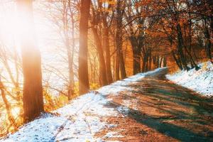 Collage autumn alley. Retro style filter Carpathians Ukraine Europe photo