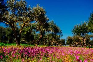 Blooming wildflowers.Natural blurred background photo