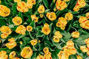 Flower field with colorful tulips. photo