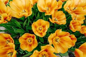 Flower field with colorful tulips. photo