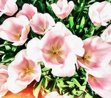 The works in the style of watercolor painting. Pink tulip photo