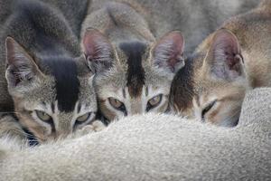 una gata le da leche a su 3 gatito. foto