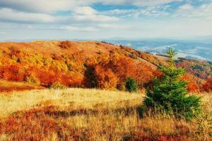 Forest in sunny afternoon while autumn season. Carpathians. Ukra photo