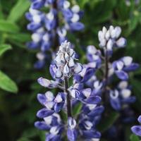 Wild blue lupine blooming in in summer photo