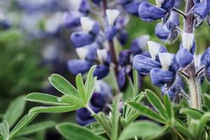 Wild blue lupine blooming in in summer photo