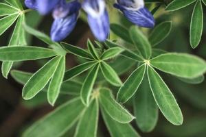 Wild blue lupine blooming in in summer photo