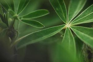 Abstract tropical nature, exotic macro green leaf photo