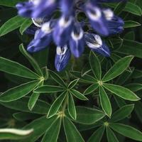 Wild blue lupine blooming in in summer photo