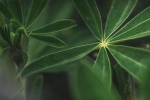 Abstract tropical nature, exotic macro green leaf photo