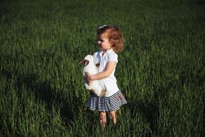 baby rabbit in a field of green wheat photo