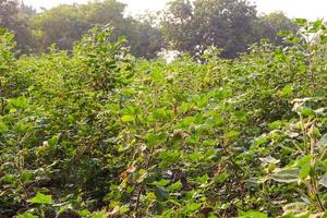 Row of growing green Cotton field in India. photo