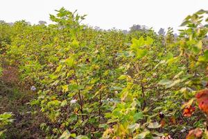 Row of growing green Cotton field in India. photo