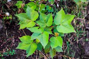 árbol de algodón con algodón para medicina. foto