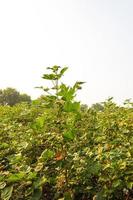 hilera de campos de algodón verde en crecimiento en la india. foto