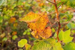 Cotton flower in the cotton flower field.As raw material Apparel, fashion clothes. photo