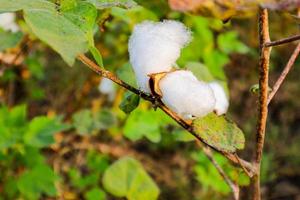 Cotton flower in the cotton flower field.As raw material Apparel, fashion clothes. photo