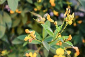 Pigeon pea crop field. photo