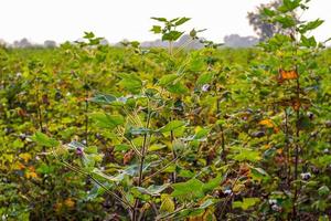 hilera de campos de algodón verde en crecimiento en la india. foto