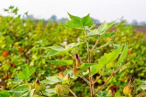 Cotton flower in the cotton flower field.As raw material Apparel, fashion clothes. photo