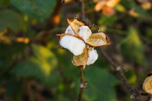 flor de algodón en el campo de flores de algodón. como materia prima prendas de vestir, ropa de moda. foto