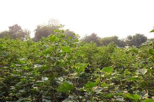 Row of growing green Cotton field in India. photo