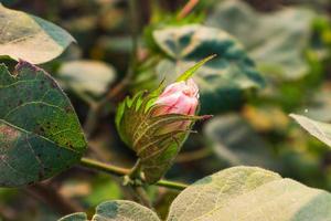 Cotton flower in the cotton flower field.As raw material Apparel, fashion clothes. photo