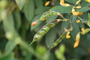 campo de cultivo de guandú. foto